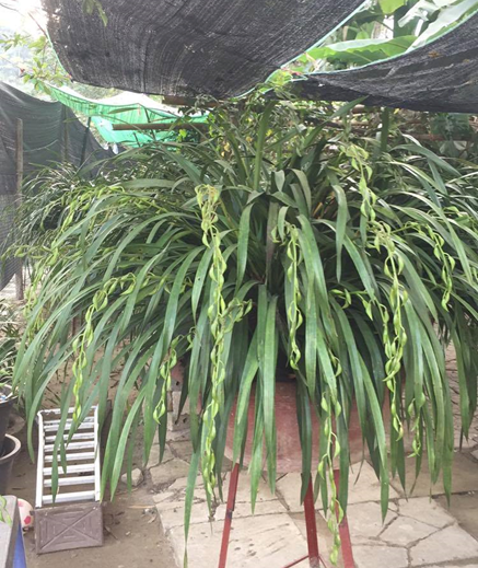 hoa dia lan sap no.png