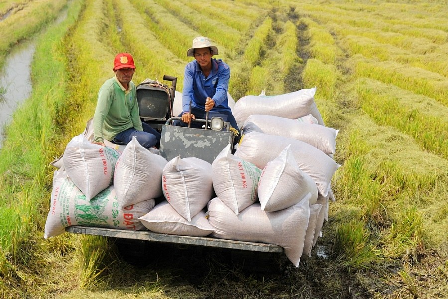 Thị trường xuất khẩu gạo Việt Nam gặp thời, tăng vọt 40,4%