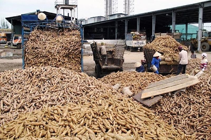 Xuất khẩu sắn và các sản phẩm từ sắn của Việt Nam tiếp tục tăng trưởng