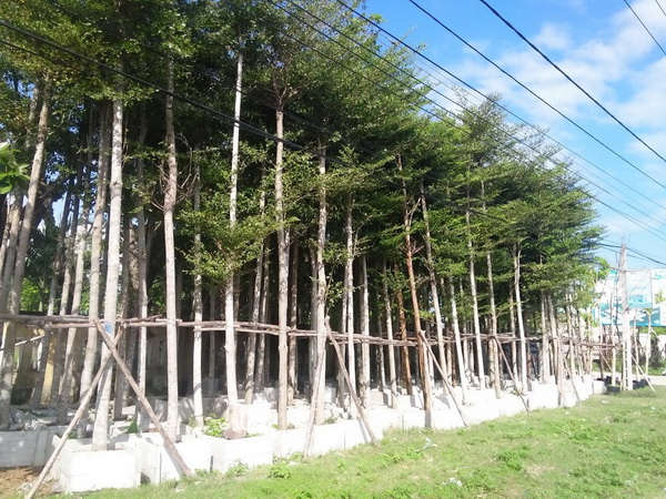 Công ty TNHH Cây xanh Hà Nội cung cấp cây xanh cây công trình uy tín, chất lượng, giá rẻ tại Hà Nội và Hà Đông.