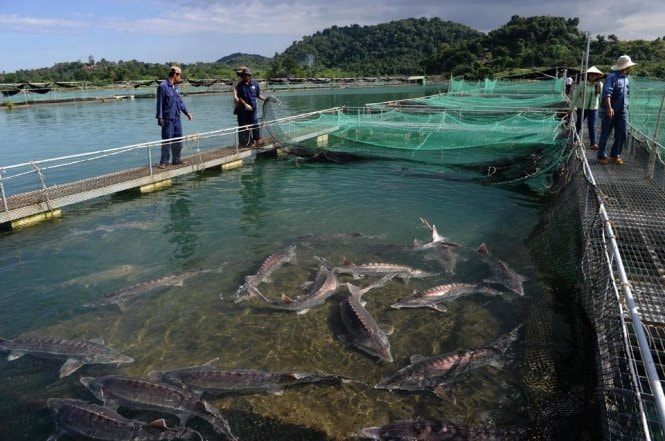 Lào Cai tăng cường quản lý nhập khẩu cá tầm, đảm bảo an toàn thương mại biên giới