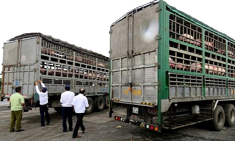 Lực lượng hải quan chủ trì ngăn chặn nhập lậu gia súc, sản phẩm động vật qua các cửa khẩu biên giới.
