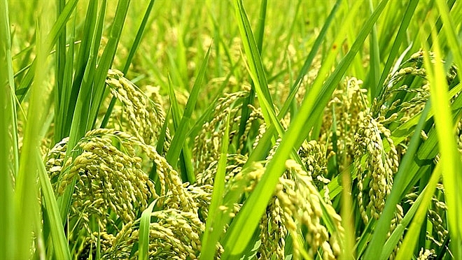 Theo thống kê năm 2020, Trung tâm Phát triển Nông nghiệp Hà Nội đã xây dựng được 26 mô hình sản xuất lúa Japonica hàng hóa chất lượng cao