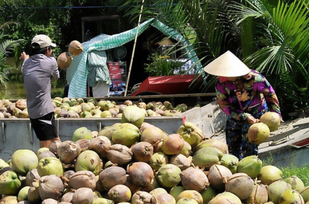 Mát xa hoa dừa, người phụ nữ Trà Vinh thu nửa tỷ mỗi tháng