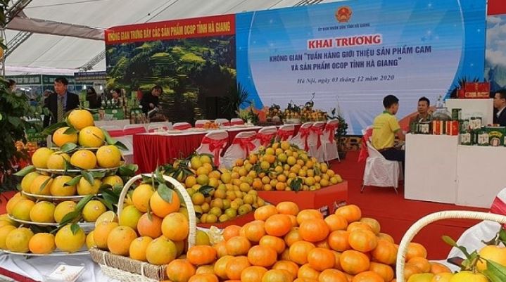 Kết nối cung - cầu, giới thiệu sản phẩm cam Hà Giang tại Quảng Ninh