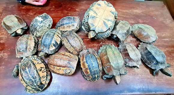 Quảng Ninh: Phát hiện xe chở 207 cá thể rùa không nguồn gốc