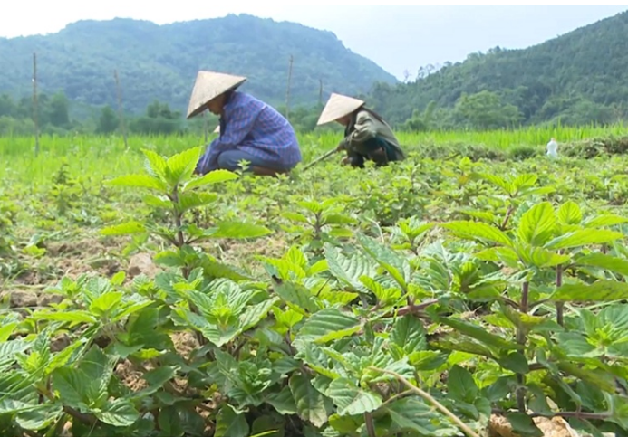Thạch đen Việt Nam được cấp phép xuất khẩu vào Trung Quốc