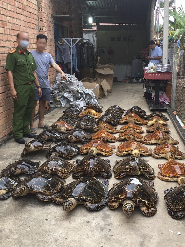 Tây Ninh: Bắt quả tang vụ buôn bán tiêu bản rùa biển lớn nhất năm 2020