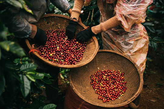 Năm 2024 xuất khẩu cà phê có thể cán mốc 5 tỷ USD