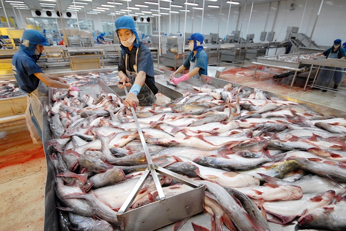 Xuất khẩu cá tra ghi nhận tăng trưởng dương tại hầu khắp thị trường