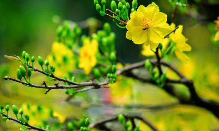 Mai vàng rực rỡ trời xuân phương Nam