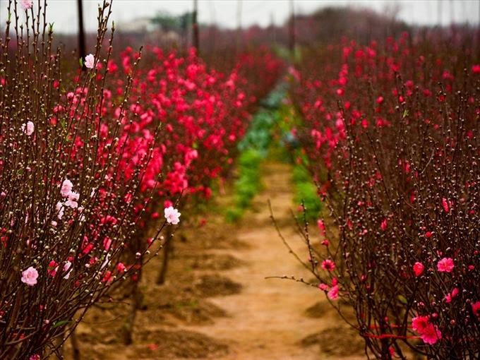  Xuân về sắc thắm làng hoa đào ở Hà Nội