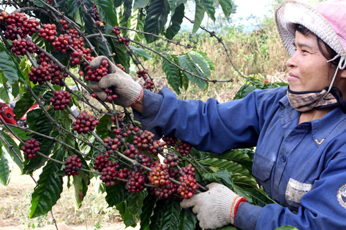Xuất khẩu cà phê Việt Nam ghi nhận sự tăng trưởng tốt