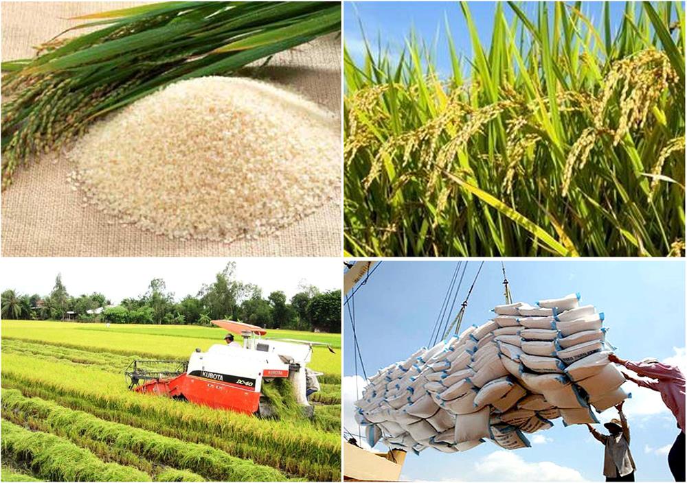 Chính phủ chỉ đạo đẩy mạnh các giải pháp thúc đẩy sản xuất, xuất khẩu gạo.