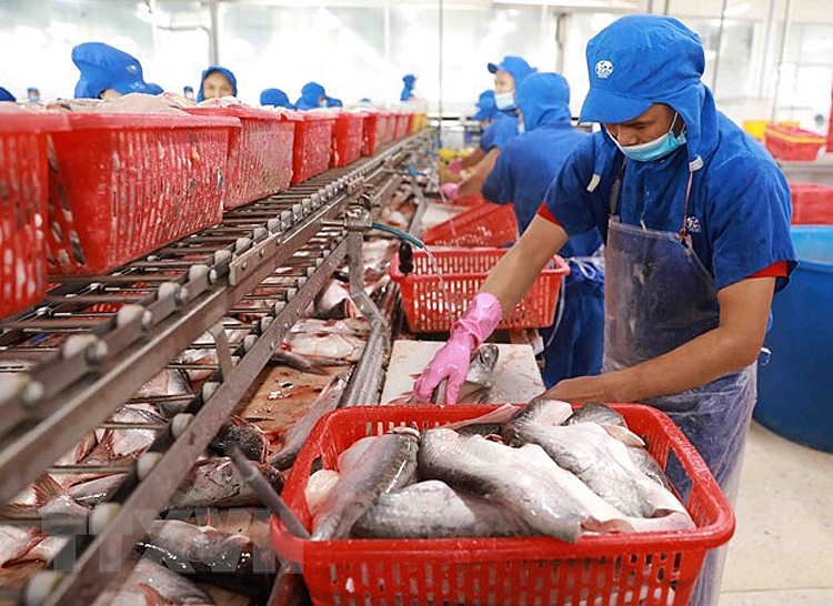 Giao thương khởi sắc, xuất khẩu cá tra của Việt Nam từng bước phục hồi