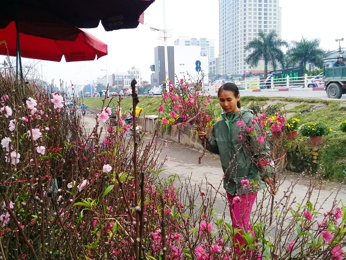Hà Nội: Xuân nở sớm ở “thủ phủ” đào Nhật Tân