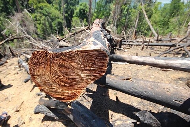 Thủ tướng yêu cầu xử lý nghiêm các vụ phá rừng tại Quảng Nam