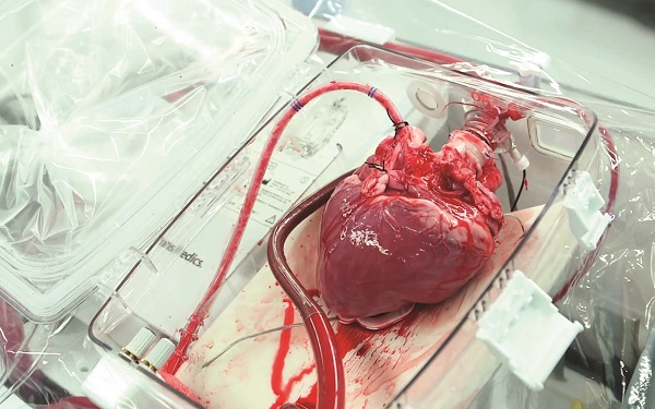 Sốc: Giới khoa học tạo thành tim người từ tim của chuột