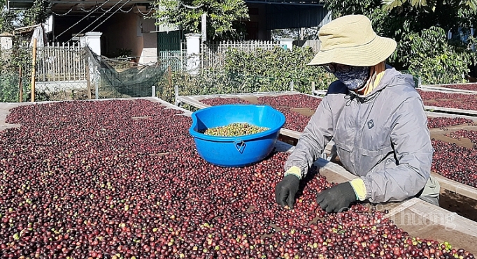 Xuất khẩu cà phê vào EU: Chú trọng khai thác thị trường ngách