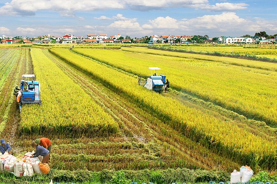 Philippines giảm thuế nhập khẩu gạo: Cơ hội cho gạo Việt gia tăng xuất khẩu