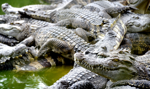 Thu hàng tỷ đồng mỗi năm nhờ trang trại 40.000 con cá sấu