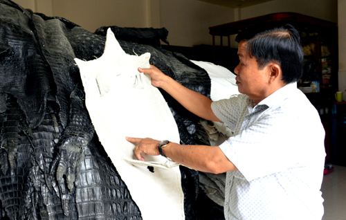 Ông Mai thành công với mô hình nuôi cá sấu thương phẩm và sản xuất các mặt hàng từ da để xuất khẩu. Ảnh: Ly Linh.